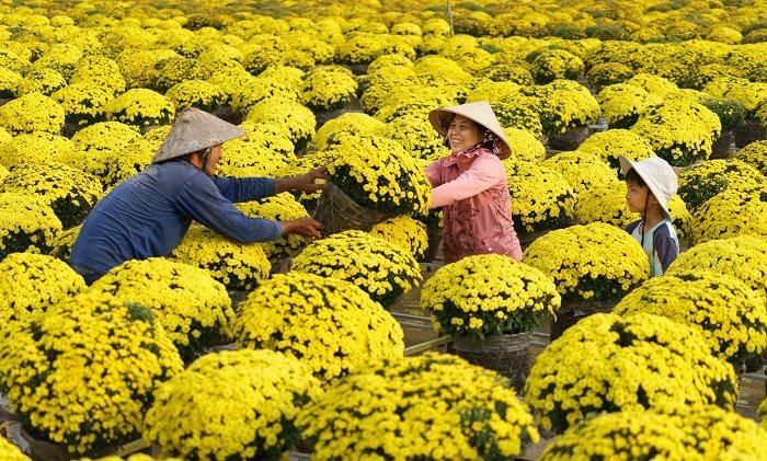 Làng hoa Sa Đéc. Ảnh: D.L.