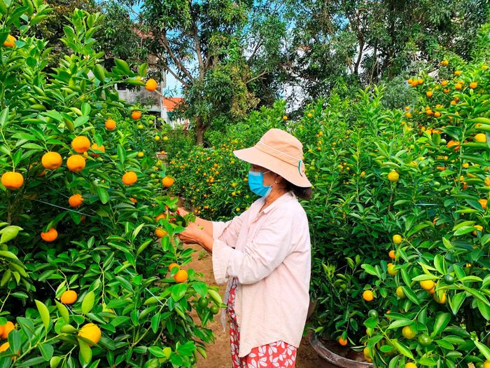 Được mùa quất Tết. Ảnh: Tấn Thành.