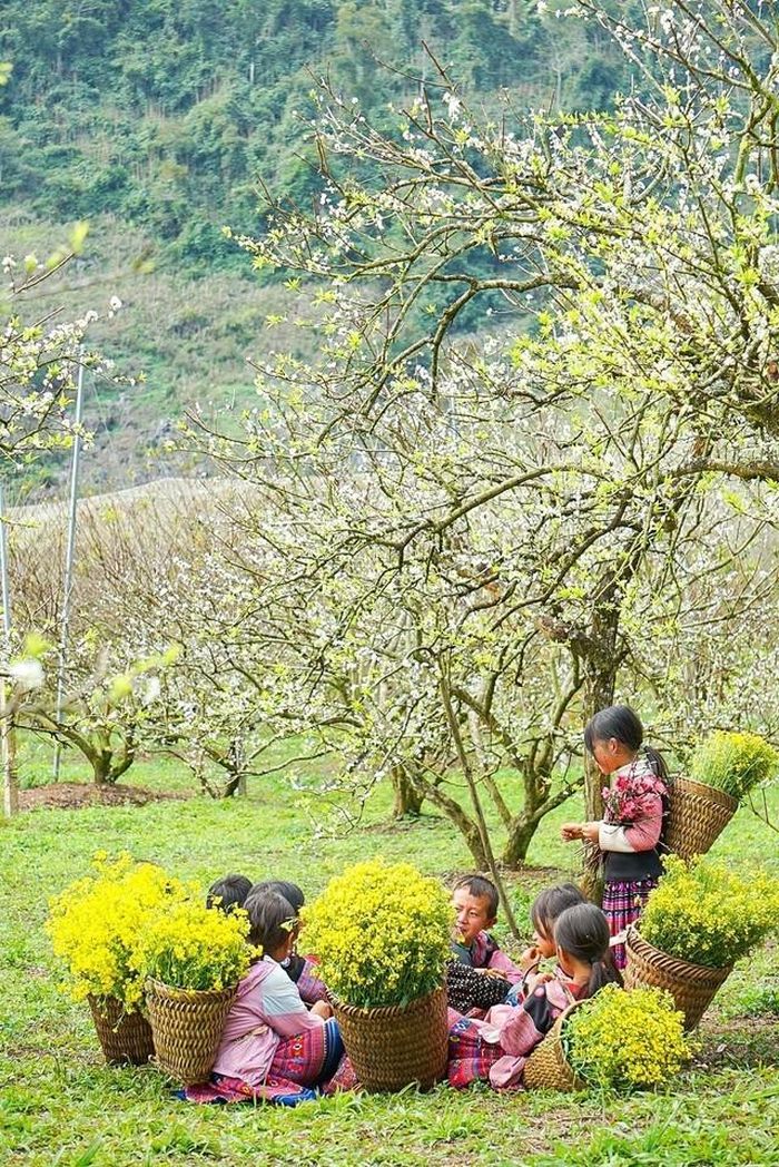 Vẻ đẹp tinh khôi của những bông hoa mận chớm nở tại thung lũng mận Nà Ka đón Xuân về