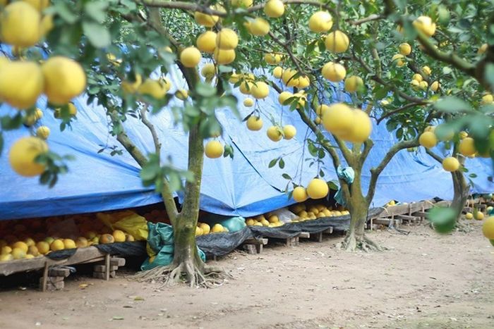 Bưởi được để sẵn bán cho du khách có nhu cầu mua về 