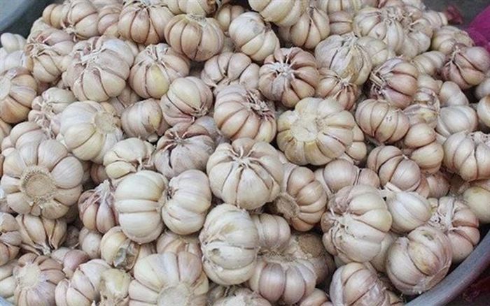 Tỏi cũng được ghi nhận khả năng chống lại vi khuẩn, virus, nấm và ký sinh trùng và làm giảm nguy cơ mắc một số bệnh ung thư.
