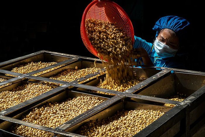 Làm đậu tương. Ảnh: Bùi Viết Đồng