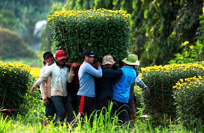 Chung sức. Ảnh: Đoàn Ngọc Ân
