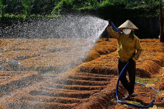 Nhà vườn. Ảnh: Phạm Thiên Long