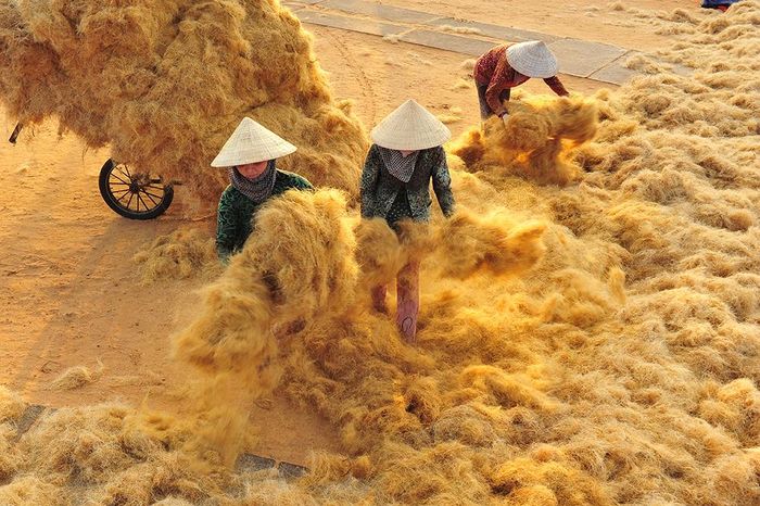 Đón nắng. Ảnh: Nguyễn Thành Phương