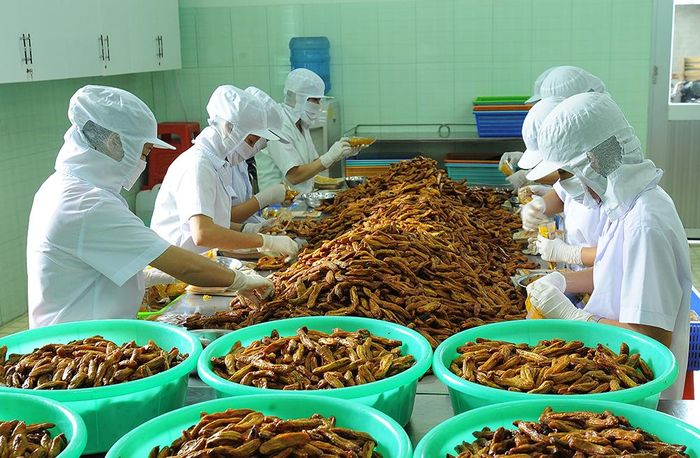 Chuối sấy. Ảnh: Nguyễn Thị Tỉnh