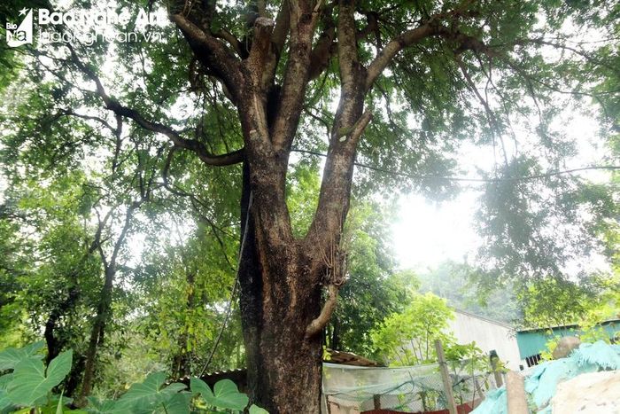  Hiện ở bản Piêng Phô có nhiều cây me cổ thụ có đường kính gần 1 mét, tán tỏa rộng tạo nên bóng mát che kín bản làng. Ảnh: Đào Thọ 