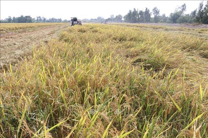 Thu hoạch lúa Đông Xuân sớm đạt năng suất hơn 7 tấn/ha ở xã Phú Điền, huyện Tháp Mười (Đồng Tháp).