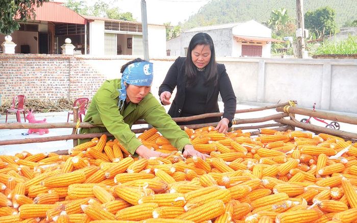 Nỗ lực vươn lên thoát nghèo, gia đình chị Nguyễn Thị Hiền ở khu 7 xã Tề Lễ (bên trái) đầu tư chăn nuôi trâu bò, trồng trọt và làm dịch vụ xay xát, trừ chi phí mỗi năm thu lãi 200 triệu đồng.