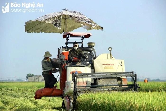  Nghệ An có tiềm năng lớn về tạo tín chỉ carbon trong sản xuất lúa. Ảnh tư liệu: Phú Hương 