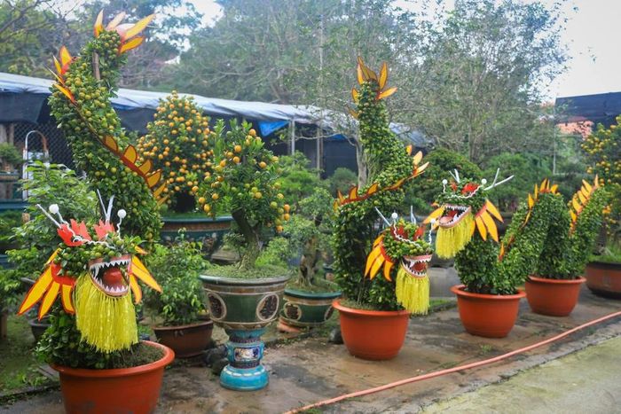 Cận cảnh cặp quất hình Rồng chào đón Xuân Giáp Thìn tại Hà Nội - Báo ...