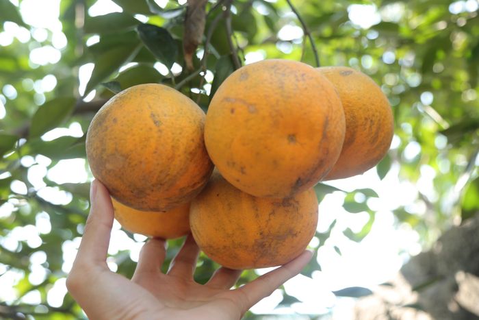 Cam Xã Đoài được bán với giá 70.000-80.000 đồng/quả.