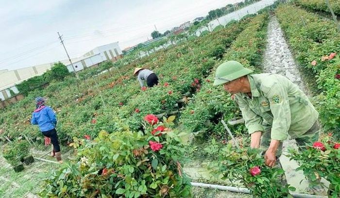 Hoa nở rộ trên vườn ở Nghi Liên.