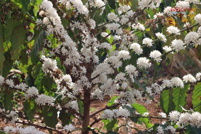  Hoa cà phê nở rực. Ảnh: HỮU PHÚC 