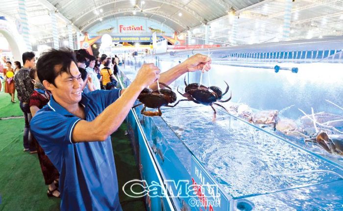 Tại Festival Tôm Cà Mau, con cua Cà Mau cũng được quảng bá.