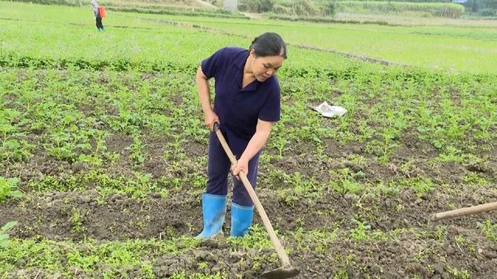 Tiếc công làm đất nên nhiều hộ dân ở thôn Bản Phố, xã Cao Kỳ tự bỏ tiền mua giống khoai tây về trồng dù đã quá thời vụ. (Ảnh: NGỌC TÚ). 