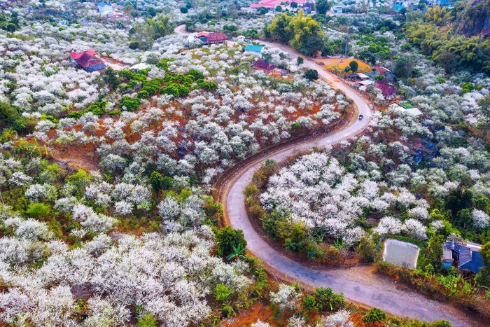 Màu trắng tinh khôi đầy quyến rũ của hoa mận.Ảnh: Trường Vinh (CTV)