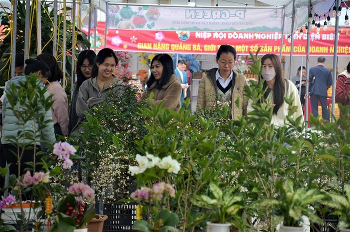 Các bạn trẻ ngắm hoa và quất cảnh.