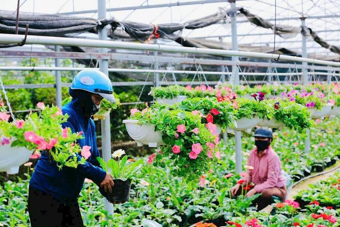 Người dân Tích Giang chăm sóc hoa phục vụ thị trường Tết.