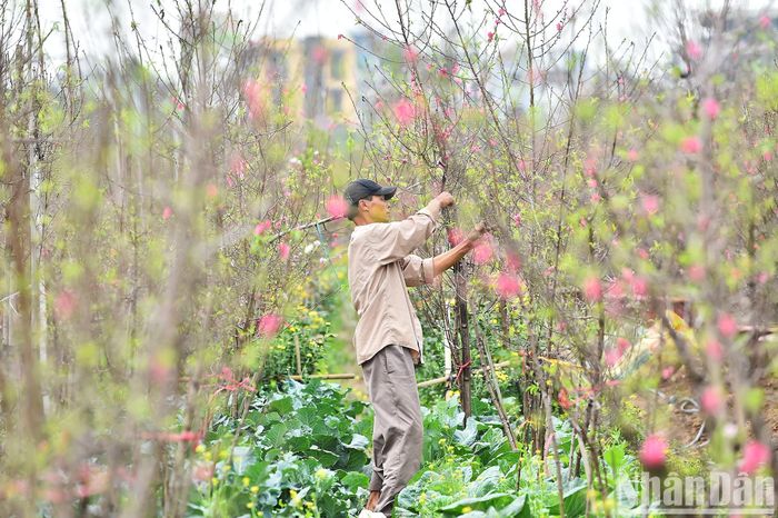 Các chủ vườn bận rộn chăm sóc cây để có được những gốc đào đẹp nhất phục vụ người dân và du khách trong dịp Tết Nguyên đán Giáp Thìn 2024.