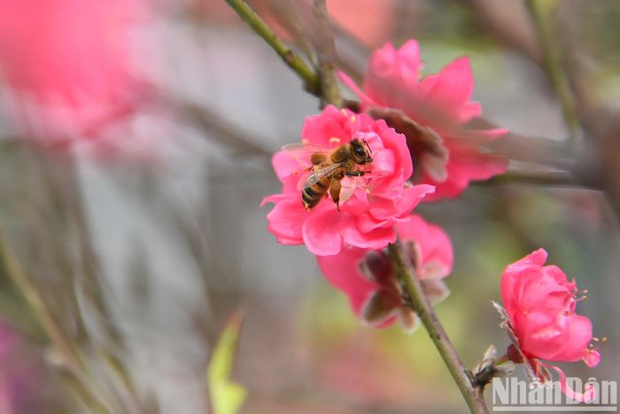 Đã tự bao giờ, đào Nhật Tân đã trở thành biểu tượng văn hóa Tết của người Hà Nội. Khi những bông hoa đào Nhật Tân khoe sắc rực rỡ là lúc báo hiệu không khí Tết đang cận kề hơn bao giờ hết.