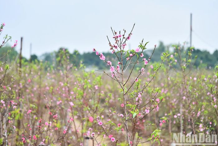 Những ngày này, hàng vạn gốc đào Nhật Tân hoa đã bung nở. Sắc hồng như tô thắm cả một góc trời Hà Nội.