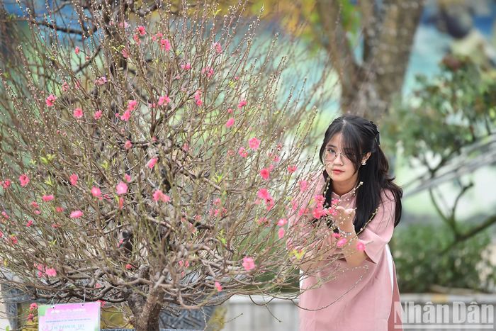 Nhiều bạn trẻ tìm đến làng đào Nhật Tân dịp này để tận hưởng không khí Tết đến, Xuân về.