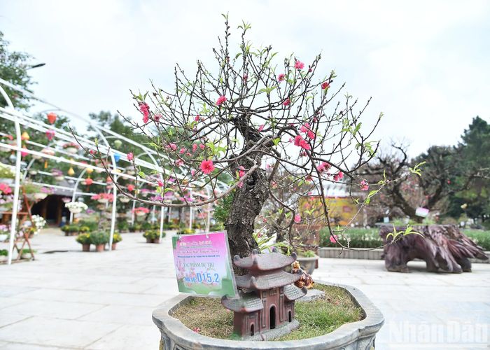 Các tác phẩm tham dự hội thi năm nay là các cây đào bonsai, cây đào cổ thụ, cây đào Thất thốn truyền thống,… với nhiều kiểu dáng, được chăm sóc công phu nhằm truyền tải thông điệp ý nghĩa trong việc bảo tồn và phát triển giá trị lịch sử, văn hóa nông nghiệp của làng đào Nhật Tân.