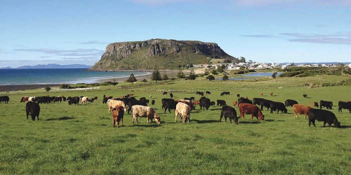 Tasmania có hệ động vật phong phú và đa dạng. Đây là nơi duy nhất bạn có thể thấy thú mỏ vịt, một loài động vật có vú đẻ trứng có thân hình giống như khúc gỗ.