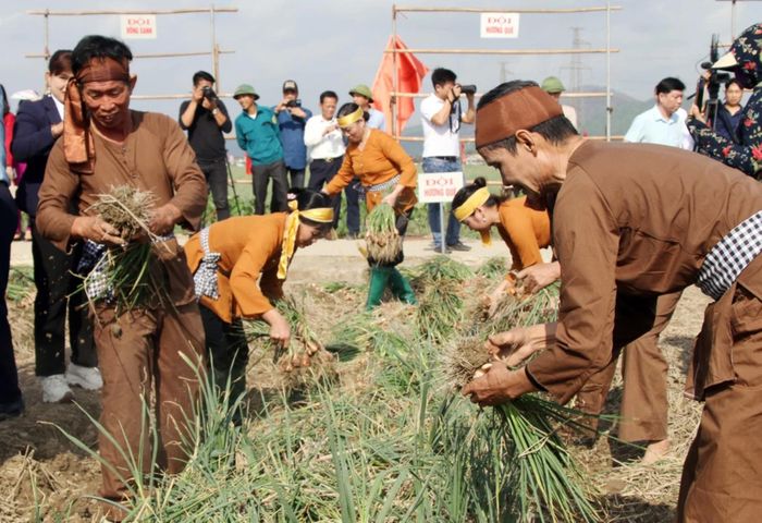  Các đội thi thu hoạch hành, tỏi. 