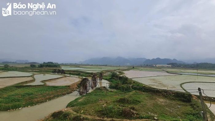  Theo đề án sản xuất vụ xuân năm 2024, toàn huyện Quỳ Châu gieo cấy 1.850 ha lúa. Khung thời vụ bố trí theo 2 trà, cụ thể như sau: Trà 1: Gieo mạ từ ngày 4 - 9/1/2024, cấy từ ngày 24 - 29/1/2024, sử dụng giống Thái Xuyên, Phú ưu 978, Japonica 2; Trà 2: Gieo mạ ngày 1015/01, cấy từ ngày 30/1- 4/2/2024, sử dụng giống Thiên ưu 8, SL 9, Bắc Hương, Hương Thanh 8, BQ… Ảnh: Hoài Thu 