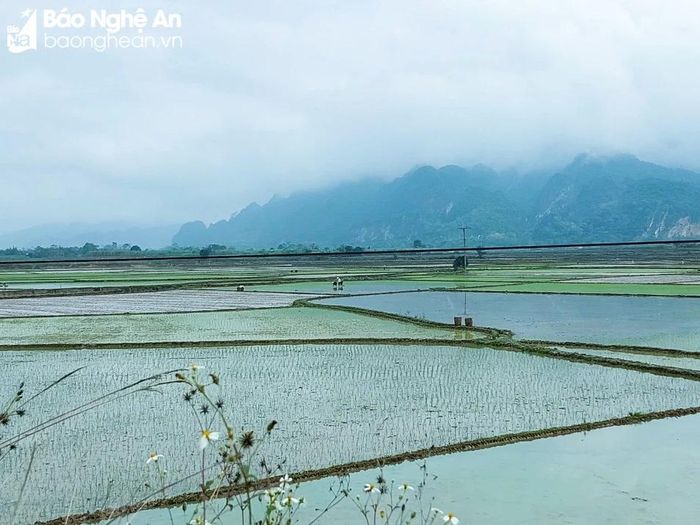  Hiện nay, toàn xã Châu Tiến đã hoàn tất việc cày bừa, đang đẩy nhanh tiến độ gieo cấy. Theo đó, đến nay, đã cấy được trên 200 ha lúa nước. Dự kiến đến ngày 31/1 sẽ khép kín toàn bộ diện tích. Ảnh: Thanh Phúc 