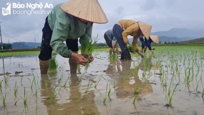  Gia đình bà Lữ Thị Hà là một trong những hộ trồng nhiều lúa nhất của bản Hoa Tiến, xã Châu Tiến với khoảng 30 ha. Bà Hà trồng lúa mỗi năm 2 vụ là vụ xuân và vụ mùa. “Vụ xuân năm nào cũng cho năng suất cao hơn vụ mùa. Vụ mùa năm 2023 vừa rồi gia đình thất thu, mất trắng 30ha lúa do ngập lụt. Do đó, lương thực của gia đình đang trông chờ hết vào vụ xuân này”. Ảnh: Hoài Thu 