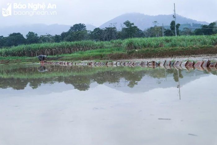  Các bờ thửa sau khi dùng máy múc san gạt ruộng thì nền đất yếu nên để ngăn nước rò rỉ ra khỏi ruộng, ngăn cua, ốc hại lúa, nhiều hộ tận dụng bao đựng xi-măng để che chắn. Ảnh: Thanh Phúc 