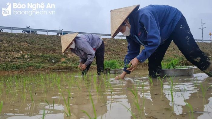  Để đẩy nhanh tiến độ, kịp thời vụ và tranh thủ khi còn nắng ấm, các hộ dân ở Quỳ Châu đổi công cho nhau. Ảnh: Thanh Phúc 