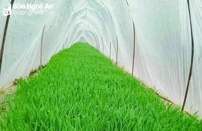  Là vụ sản xuất chính trong năm, được trông chờ nhất về năng suất, sản lượng. Do đó, người dân tuân thủ kỹ thuật gieo mạ, cấy đúng khung lịch thời vụ. Trong ảnh: Người dân Quỳ Châu gieo mạ phủ ni – lon. Ảnh: Hoài Thu 