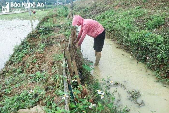  Gia đình chị Huyền cũng phải dùng ván gỗ, tre, nứa để đóng thành hàng rào, bảo vệ ruộng khỏi sạt lở. Ảnh: Thanh Phúc 
