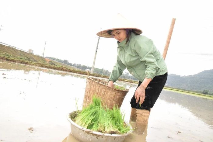  Khi cấy, người dân dùng liềm xúc mạ chứ không nhổ cấy. “Cấy mạ xúc giúp tiết kiệm đáng kể lượng giống gieo sạ, năng suất cao. Đặc biệt, chủ động được thời điểm gieo sạ, rút ngắn thời gian lúa sinh trưởng, tránh được rất nhiều tác nhân gây bệnh cho cây lúa”, chị Vi Thị Hồng Quỳnh, nông dân xã Châu Tiến cho biết. Ảnh: Thanh Phúc 