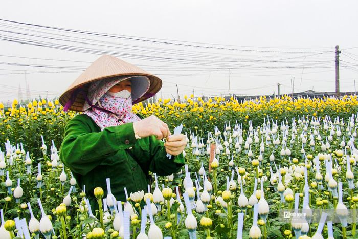 Gia đình chị Vũ Thị Mai (xã Mỹ Tân, huyện Mỹ Lộc, tỉnh Nam Định) chủ yếu trồng hoa cúc như cúc vàng kim cương, cúc trắng kim cương, cúc vàng đại đóa…