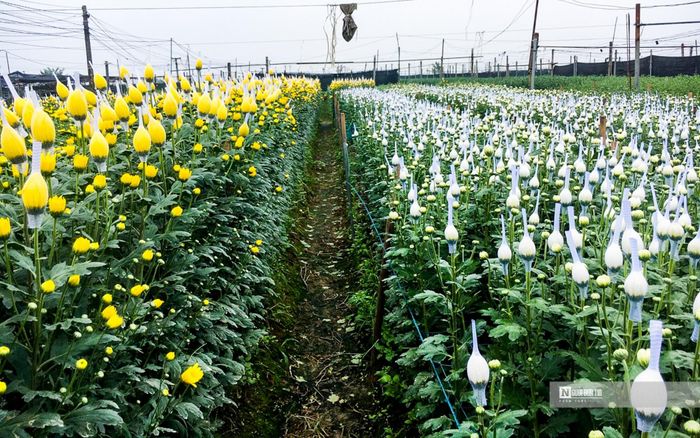 Với quy mô khoảng 5 sào, gia đình chị Mai canh tác theo kiểu cuốn chiếu nhằm tránh tình trạng hoa nở ùn ứ, tồn đọng.