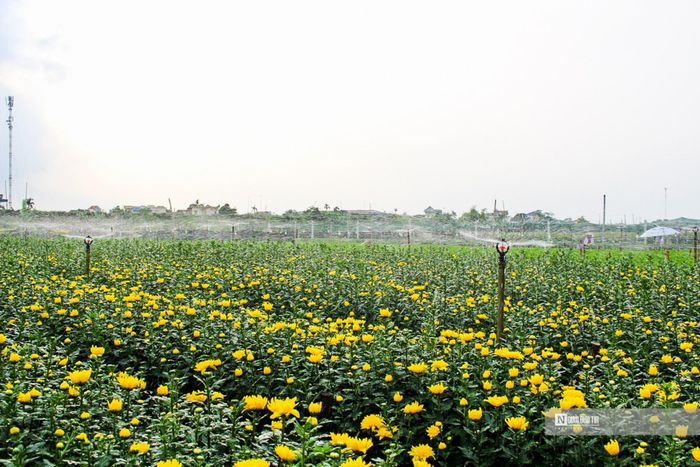 Người dân làng hoa Mỹ Tân canh tác đủ các loại hoa tươi để cung cấp ra thị trường. Tuy nhiên, chủ lực vẫn là hoa cúc, chiếm 80% diện tích.