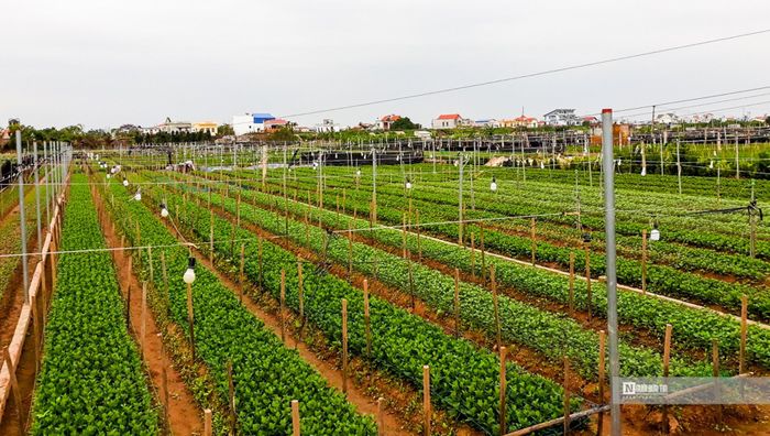 Làng hoa xã Mỹ Tân phát triển mạnh khoảng hơn 10 năm trở lại đây. Đến nay, diện tích trồng hoa toàn xã Mỹ Tân có khoảng 100 ha. Những năm qua, nhiều chủ vườn ở làng hoa Mỹ Tân đã đẩy mạnh đầu tư công nghệ vào sản xuất hoa nhằm nâng cao giá trị kinh tế.