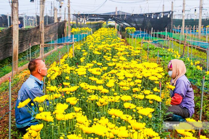 Đi sâu vào trong làng hoa, người dân làng hoa Mỹ Tân đang tất bật làm việc. Người thì xuống giống, tưới nước; người thì cắt hoa, chụp lưới…
