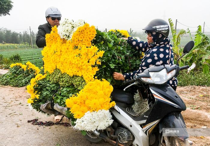 Vợ chồng anh Nguyễn Văn Sáng (thương lái quê Thái Bình) chia sẻ, dịp cuối năm, lượng hoa tươi tiêu thụ mạnh nên vợ chồng ông thường xuyên sang làng hoa Mỹ Tân để nhập hoa tươi rồi bán lẻ cho các đầu mối ở quê.