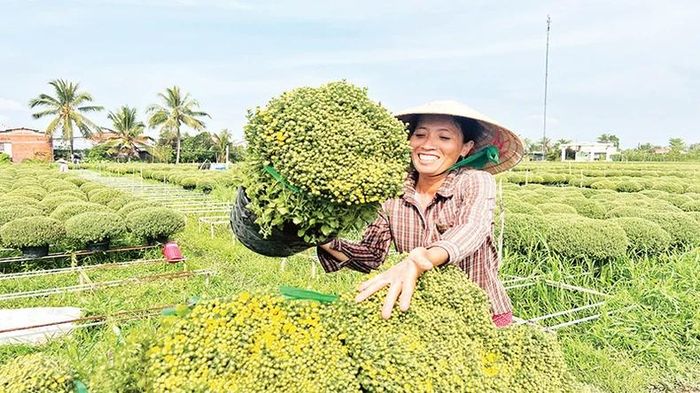 Người dân xã Long Thới thu hoạch hoa cúc mâm xôi.