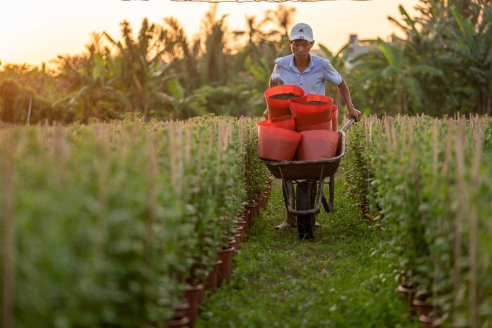  Vào trung tuần tháng Chạp, nhà vườn chuẩn bị đón thương lái đến xem hoa 