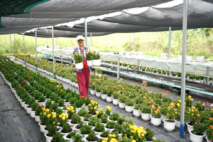  Bà Nguyễn Thị Phượng cho biết giá phân bón tăng, giá sản phẩm dự kiến cao hơn năm ngoái khoảng 5%-10% tùy loại 