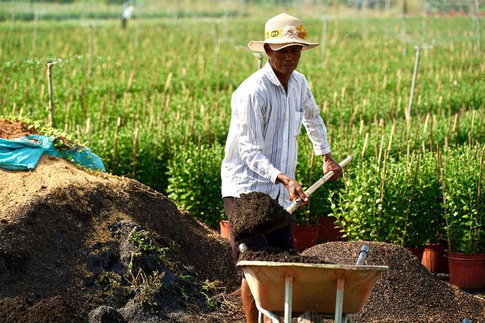  Người trồng hoa trộn đất trồng (gồm tro, trấu và xơ dừa) cho vào các chậu bông để bổ sung dinh dưỡng cho cây 