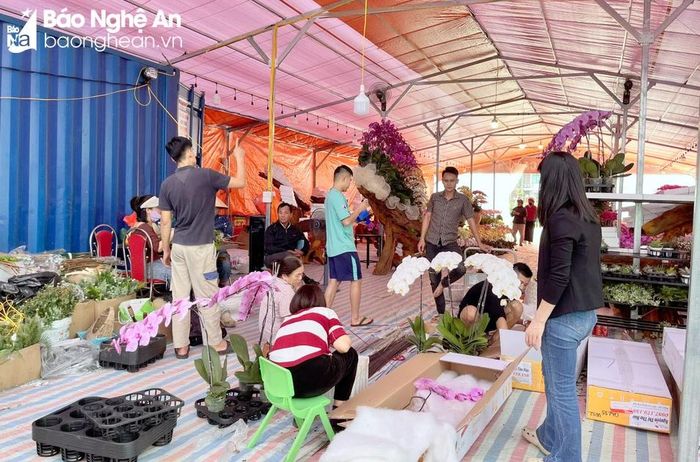  Due to the high market demand, orchid artisans have started their "rush season" to serve the Tet market. Ms. Hao, the owner of an orchid shop in Vinh city said: "Since the 11th lunar month, I have contacted and hired a team of 10 artisans to focus on orchid arrangement, shaping, and potting for customers. The team takes turns working day and night to create impressive orchid pots." Photo: N.C 
