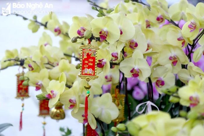  In addition, orchids are also a symbol of positive spirituality and have meaning in feng shui. A beautiful, fresh and green orchid pot in the house will bring good fortune and luck to the family. Artisans also decorate the flower petals with lucky red envelopes and auspicious strings. Photo: N.C 